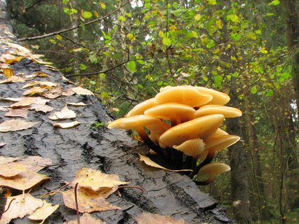 Flammulina velutipes