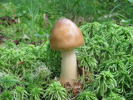 Amanita fulva