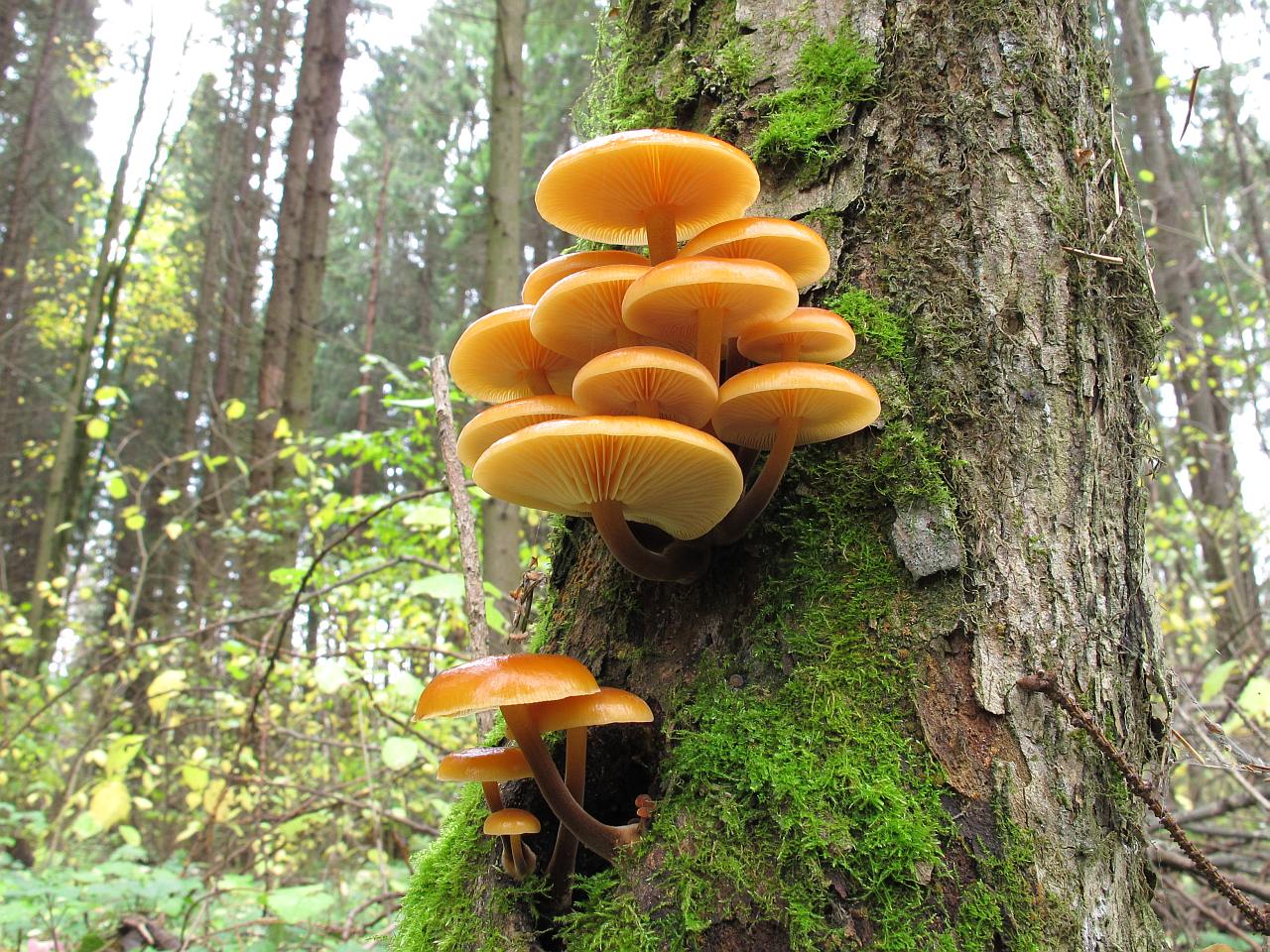 Flammulina velutipes