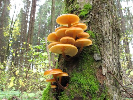 Flammulina velutipes