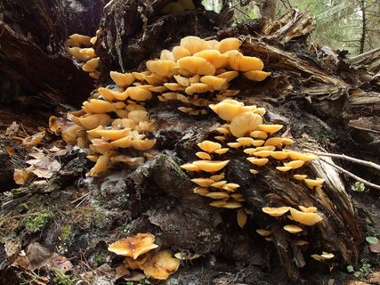 Flammulina velutipes