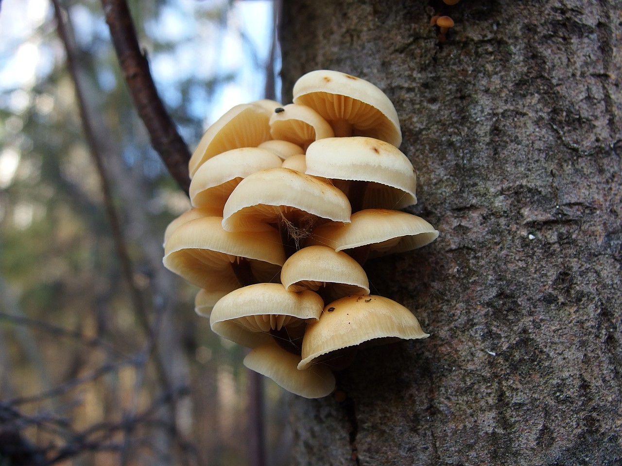 Flammulina velutipes