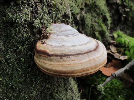Fomes fomentarius