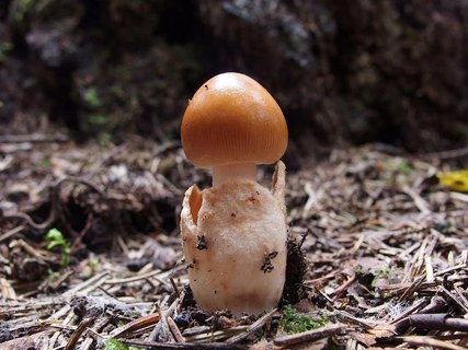 Amanita fulva