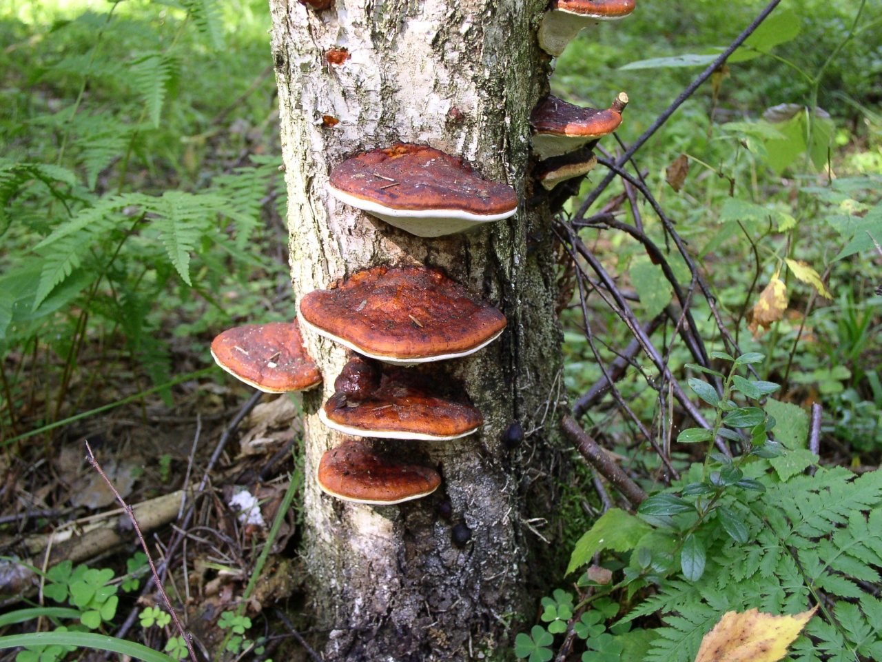 Fomitopsis