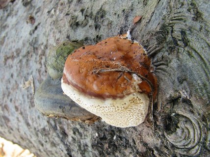 Fomitopsis pinicola