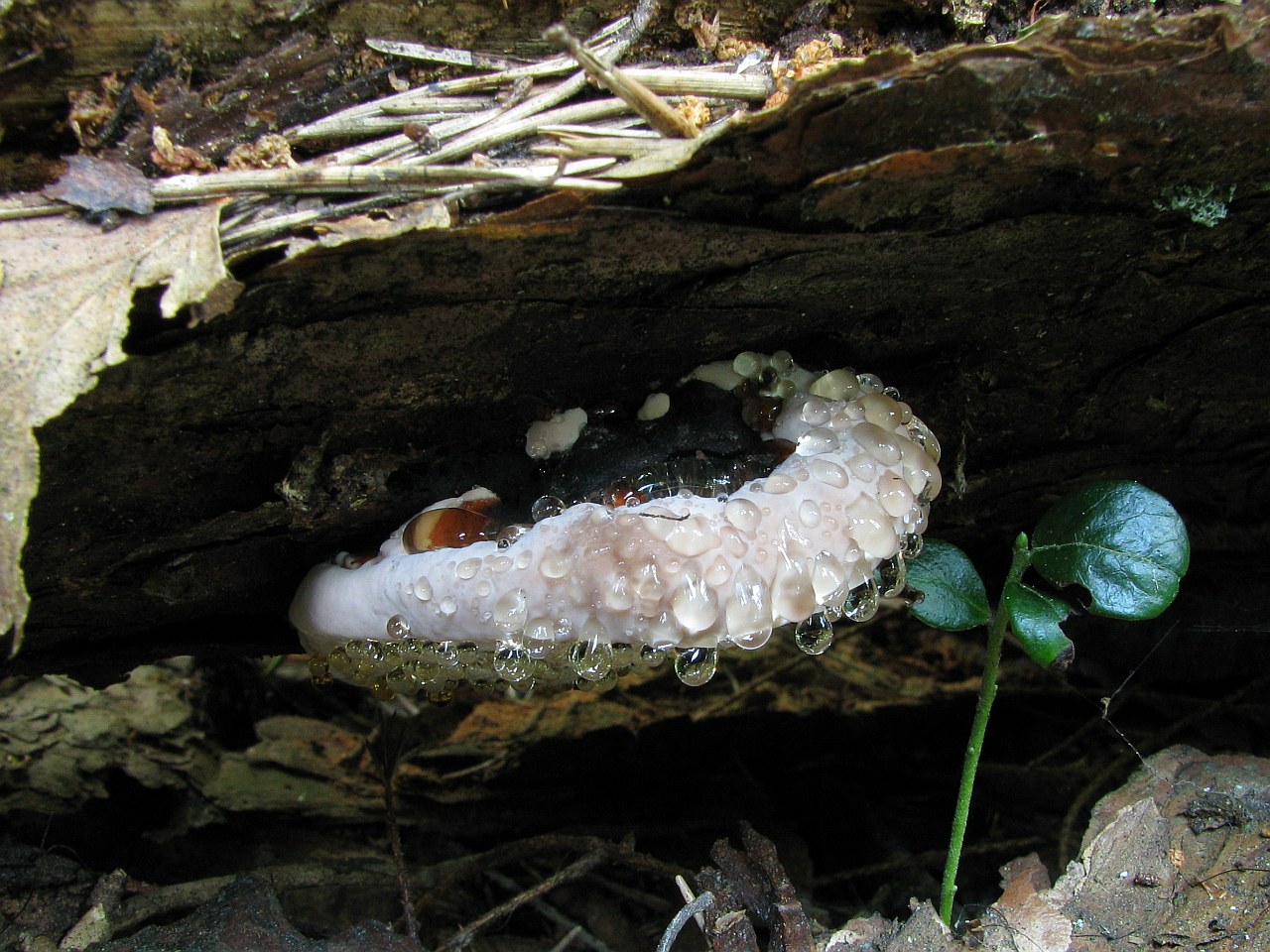 Fomitopsis pinicola