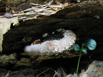 Fomitopsis pinicola