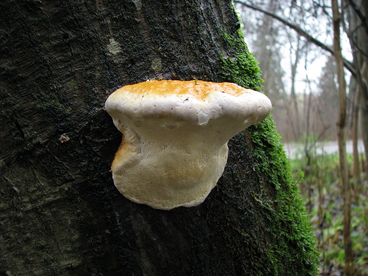 Fomitopsis pinicola