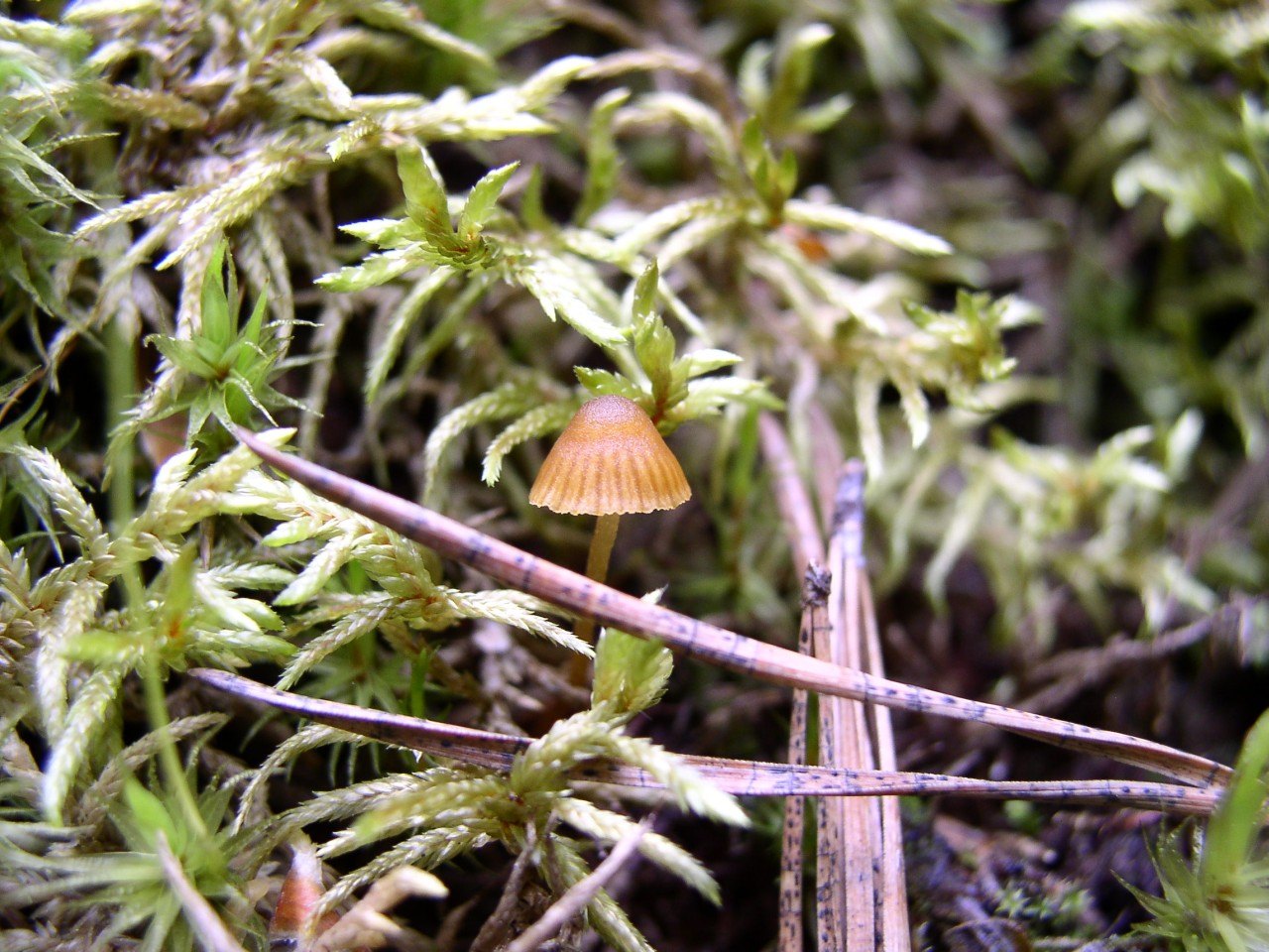 Galerina