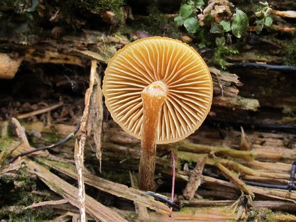 Galerina marginata