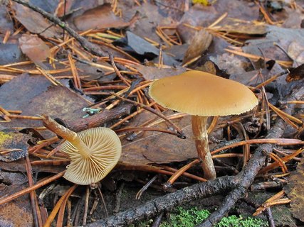 Galerina marginata