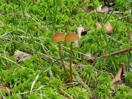 Galerina paludosa