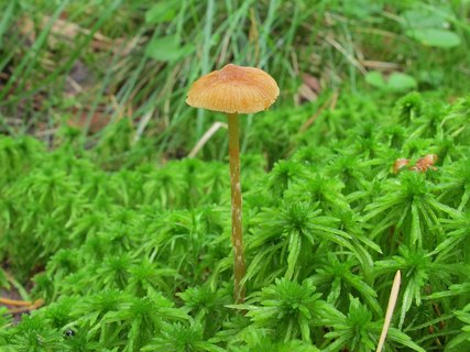 Galerina paludosa