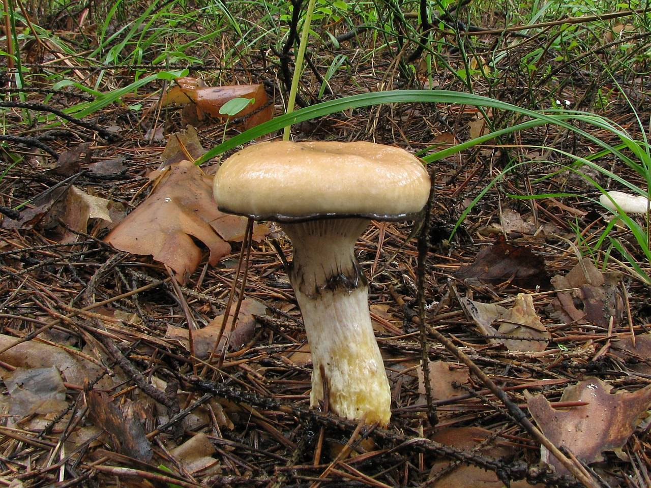 Gomphidius