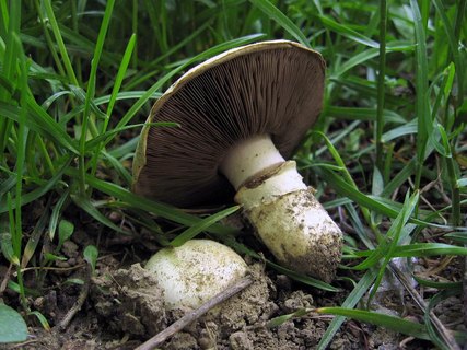 Agaricus bitorquis