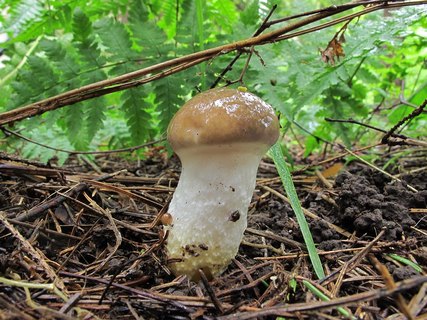 Gomphidius glutinosus