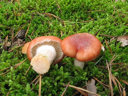 Gomphidius roseus