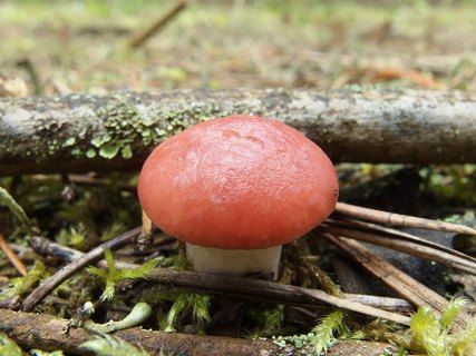 Gomphidius roseus