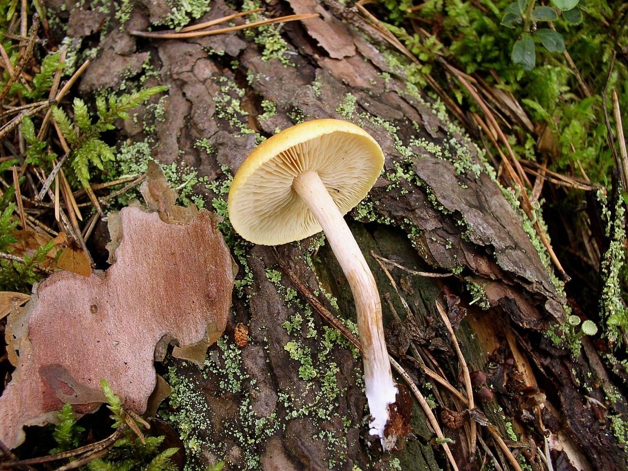 Gymnopilus