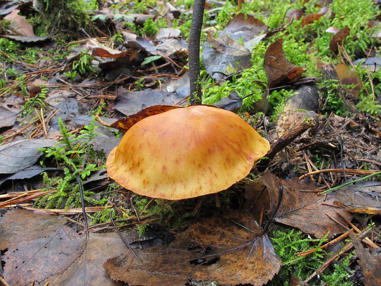 Gymnopilus penetrans