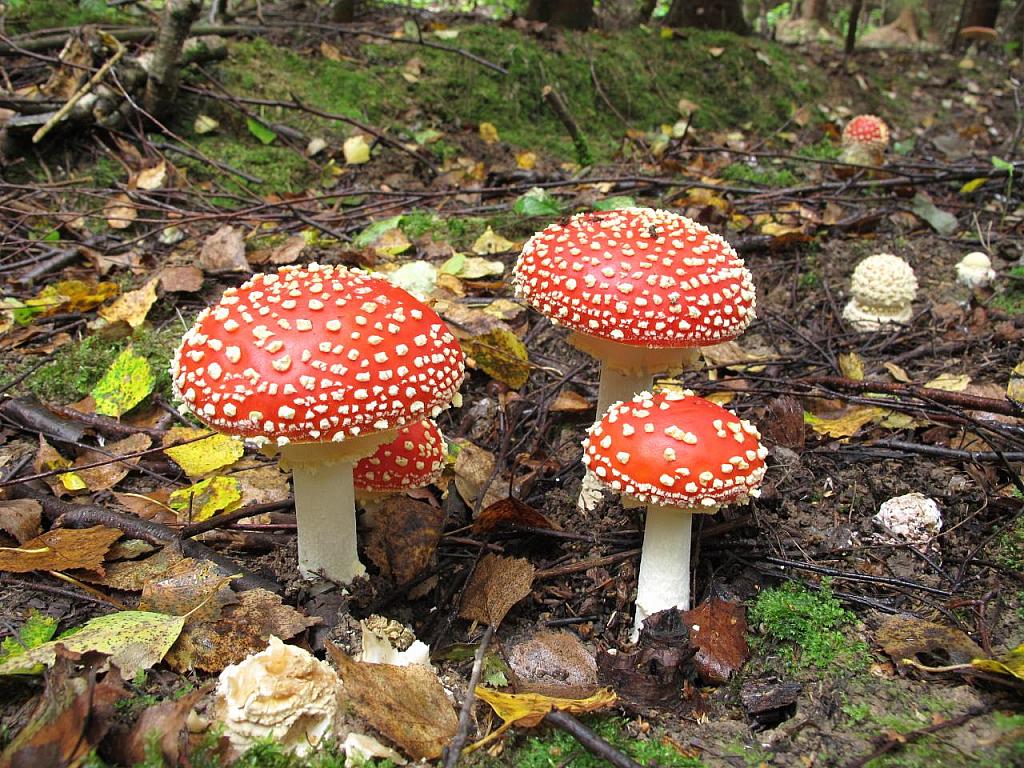 Amanita muscaria