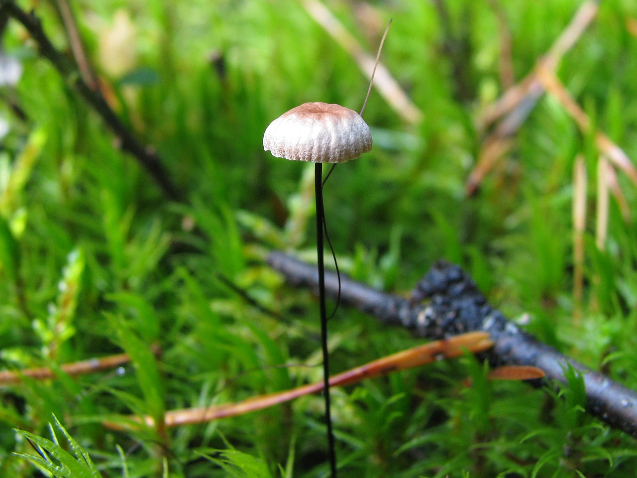 Gymnopus androsaceus
