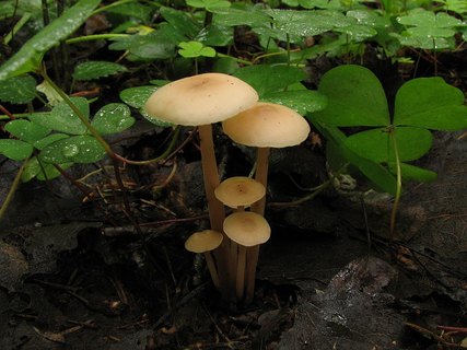Gymnopus confluens
