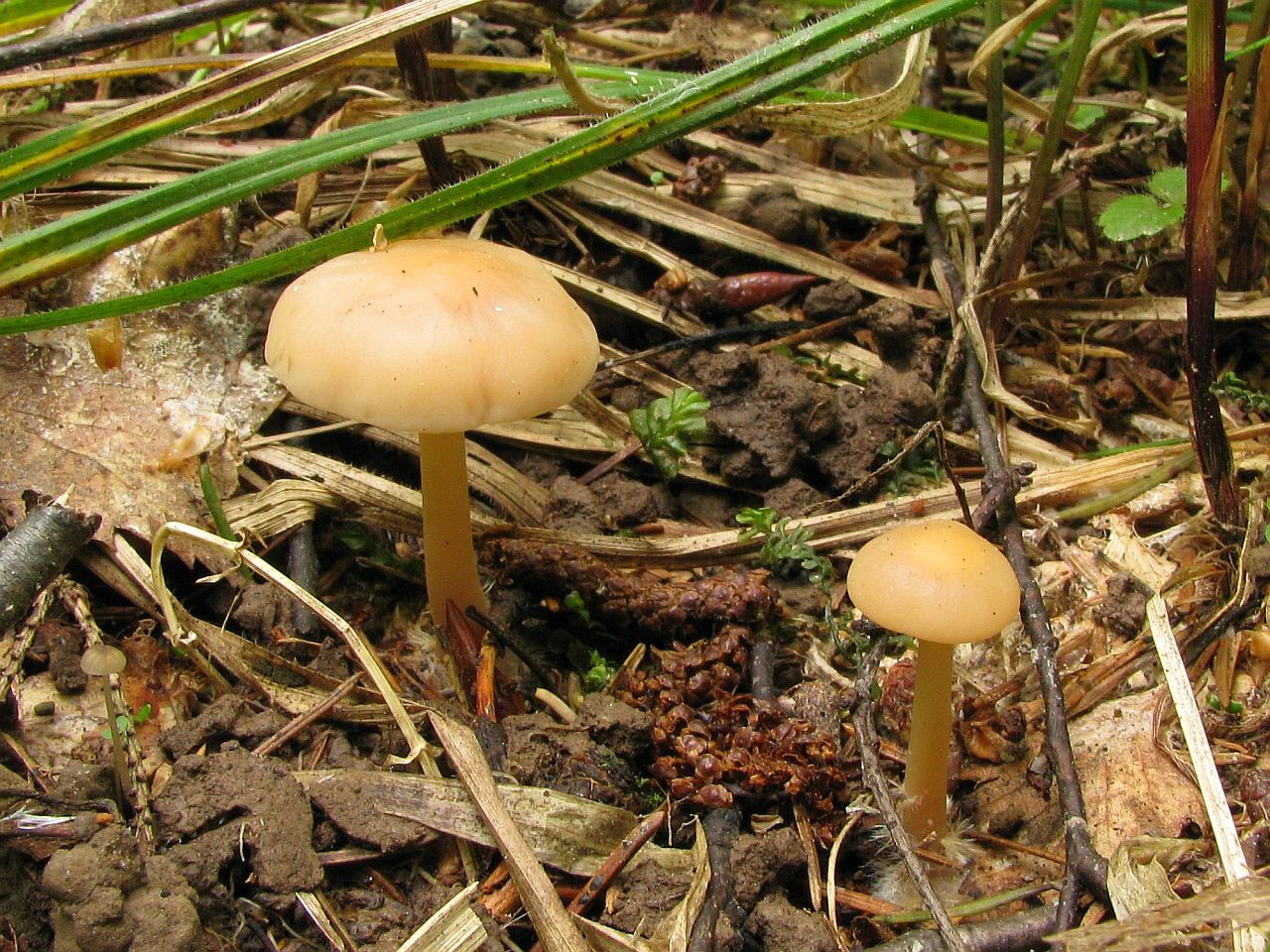 Gymnopus dryophilus