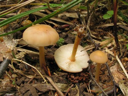 Gymnopus dryophilus