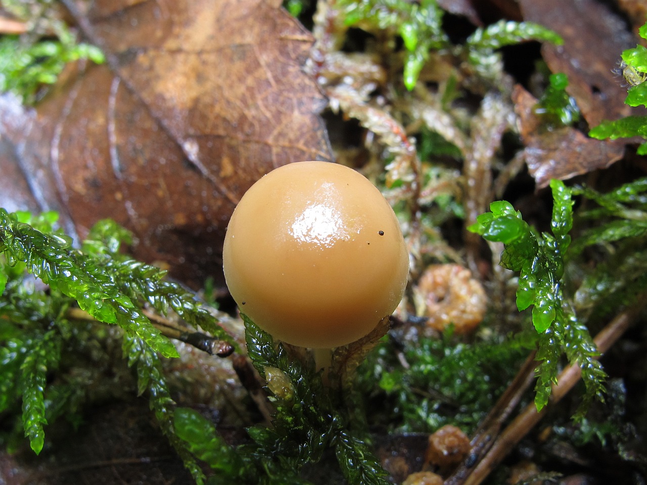 Gymnopus dryophilus