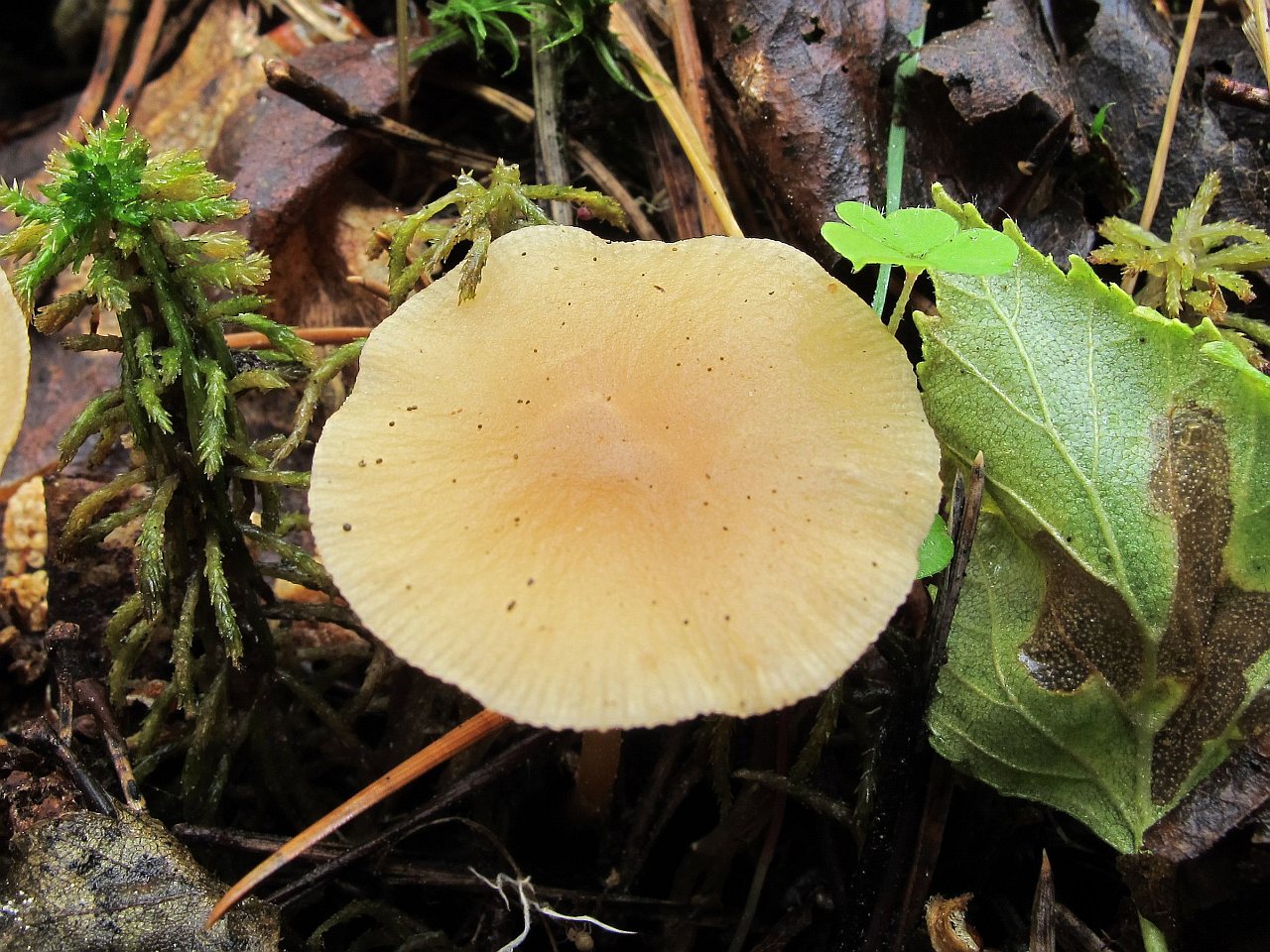 Gymnopus dryophilus