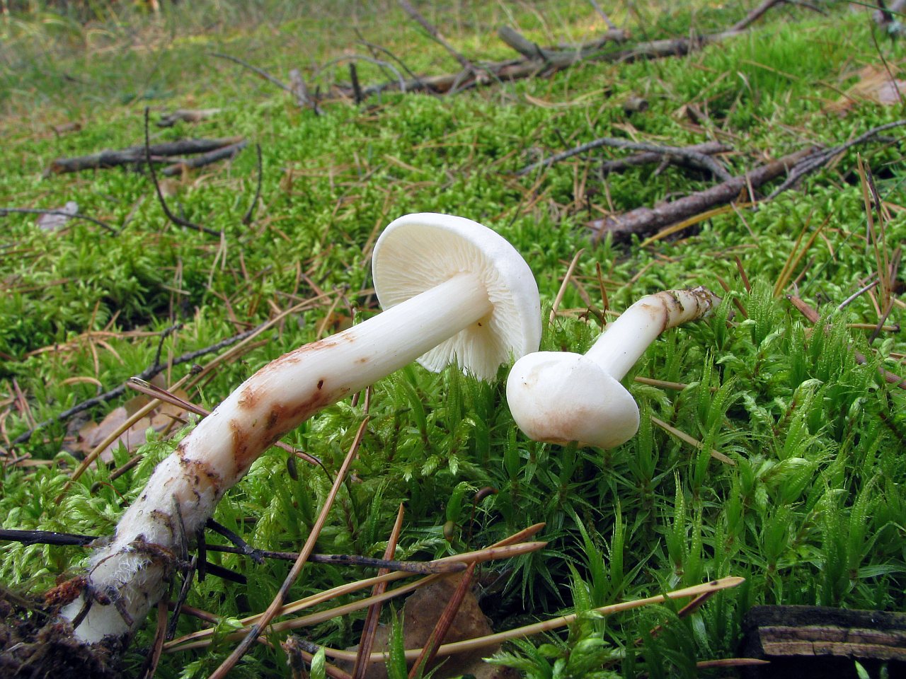 Gymnopus maculatus