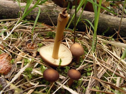 Gymnopus ocior