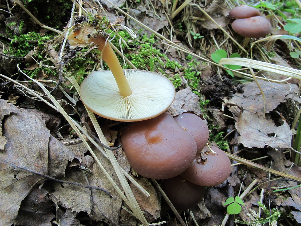 Gymnopus ocior