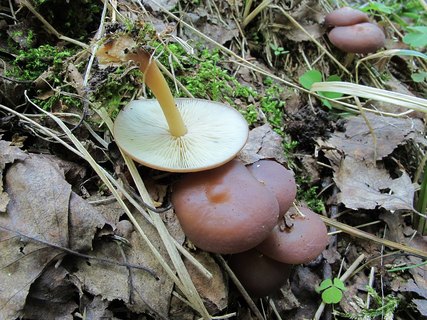 Gymnopus ocior