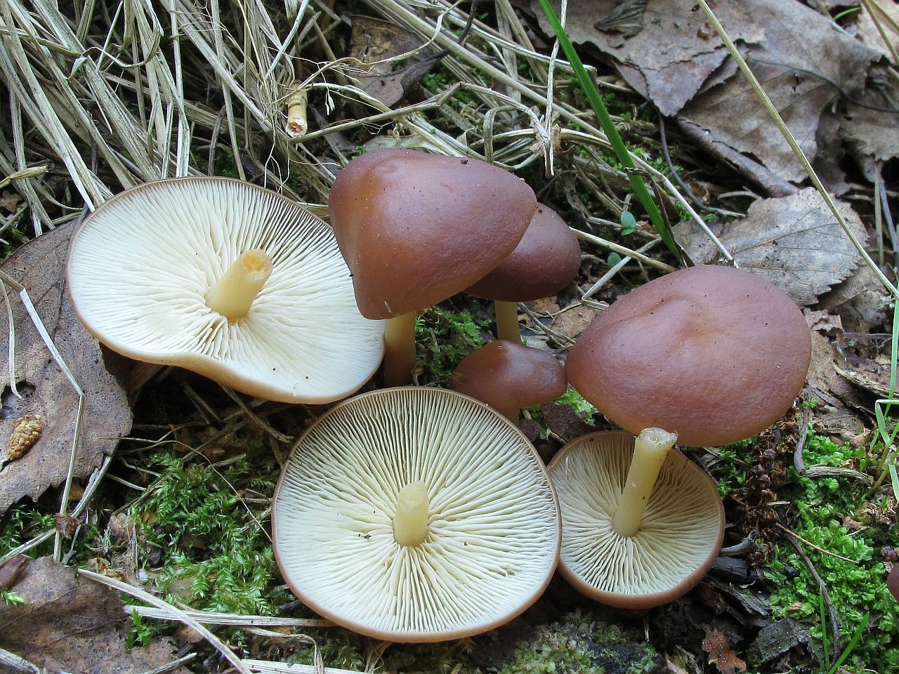 Gymnopus ocior