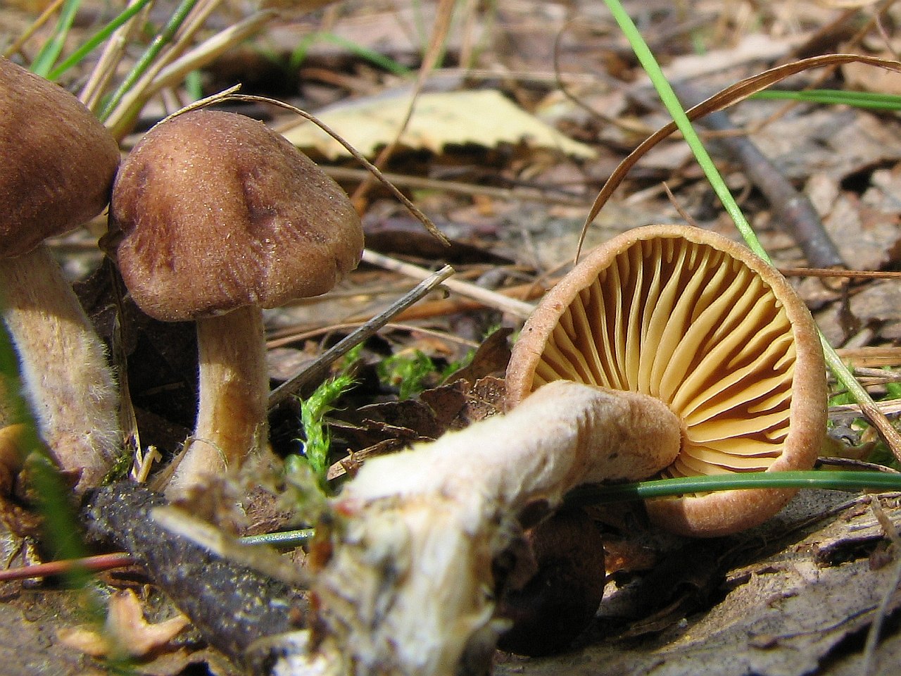 Gymnopus peronatus