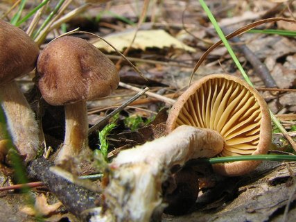 Gymnopus peronatus