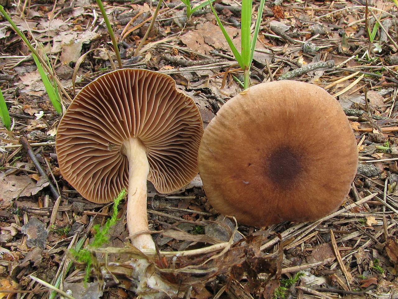 Gymnopus peronatus
