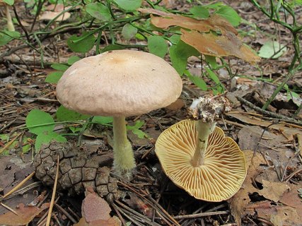 Gymnopus peronatus