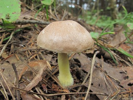 Gymnopus peronatus
