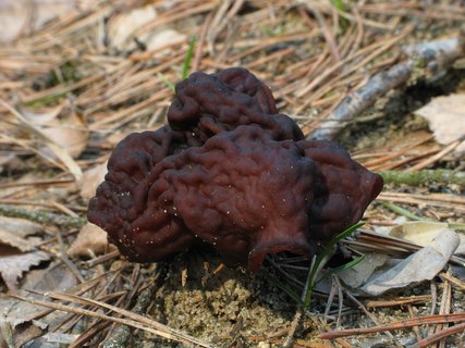 Gyromitra esculenta