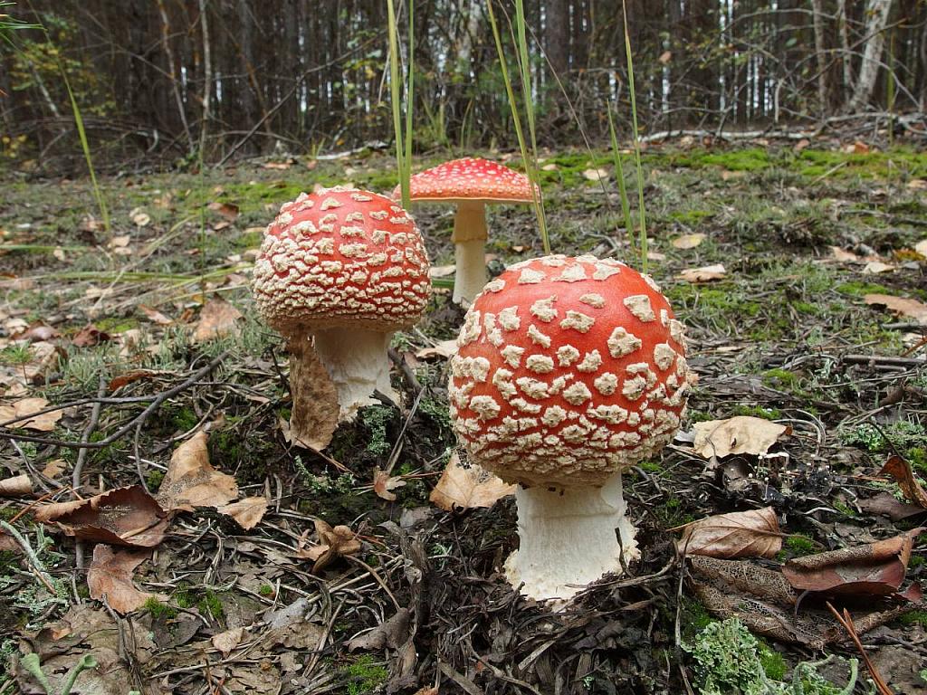 Amanita muscaria