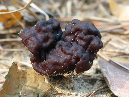 Gyromitra esculenta