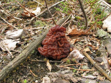 Gyromitra esculenta