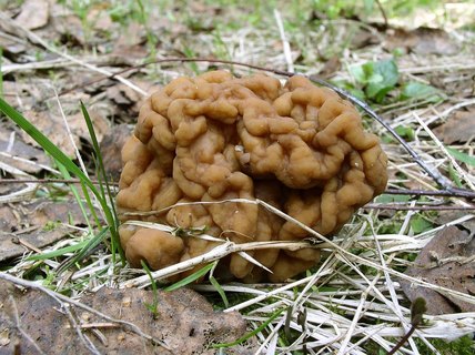 Gyromitra gigas
