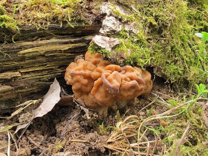 Gyromitra gigas