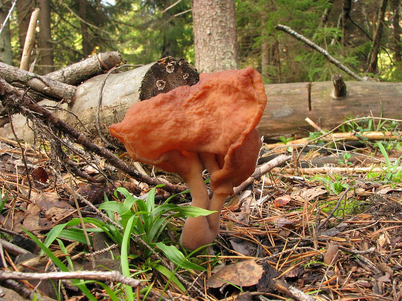 Gyromitra infula