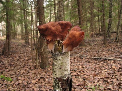 Gyromitra infula